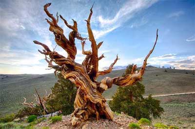 Tree believed to be 4850 years old!