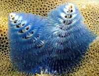 Christmas tree worm