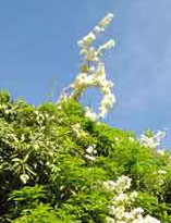 Bougainvillea at the top of the mango tree