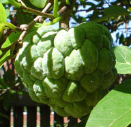 Custard apple