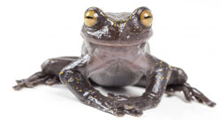Newly discovered tree frog in Ecuador.