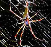 The golden orb spider