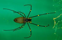 Golden Orb Spider