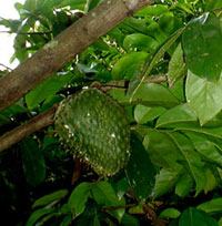 A tree covered in green things