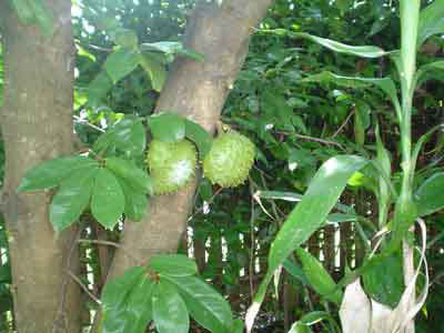 Jackfruit