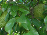 Jackfruit