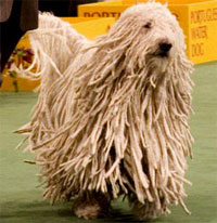 Komondor Dog