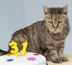 Nutmeg the cat is 31 years old