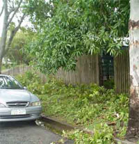 Branches on footpath