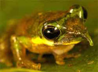 Pinocchio Frog a new discovery