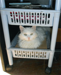 Queenie in a stationery drawer