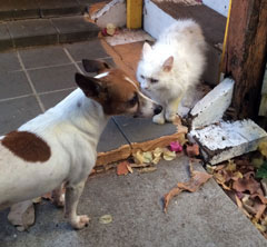 Queenie goes downstairs and greets Jessa