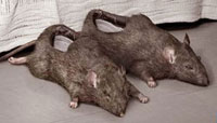 Rat slippers