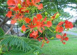 Red blossoming tree at Mackay State High School.