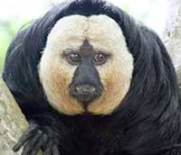 White faced Saki monkey