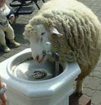 Sheep drinking from drinking fountain
