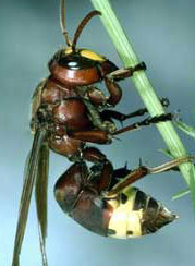 Solar powered wasp