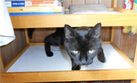 Stampy on a shelf in the computer books trolley