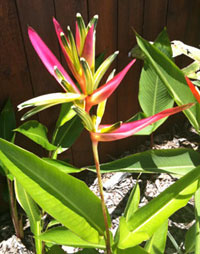 Heliconia grown by Michael and Suzanne