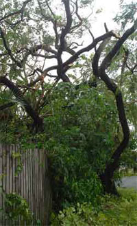 Torn tree after Cyclone Ului