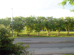 These beautiful trees have been chopped down