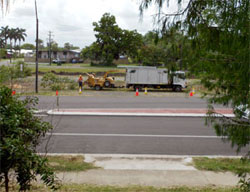 These beautiful trees have been chopped down