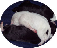 Yeti, Nina's puppy
