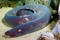 The delightful hagfish