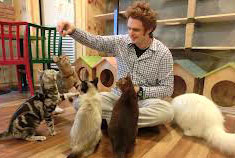 Cat cafe in Japan