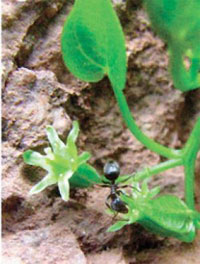 A very helpful ant visits the Borderea chouardii