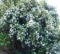 Diana Kupke is forwarned of rain by the star jasmine