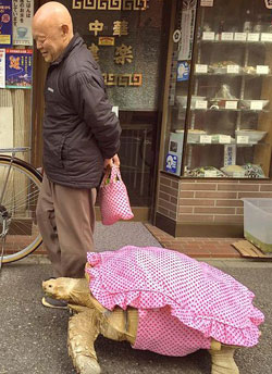 Taking his tortoise for a walk