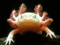 a delightful axolotl
