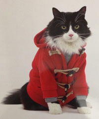 Fashion for cats