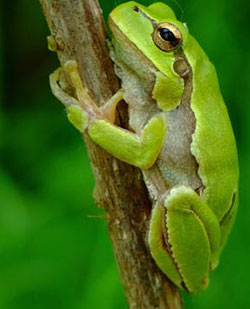 Frog from Chernobyl.