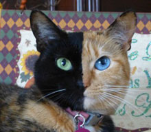 This cat is a chimera, half and half