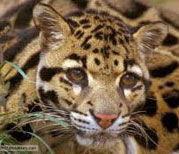 New species, the clouded leopard