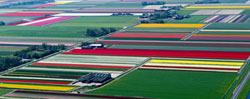 Tulip fields