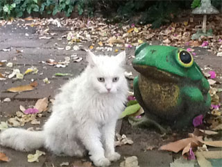 Queenie, Diana Kupke's cat.