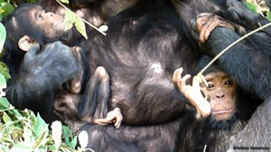 Chimp care for disabled offspring