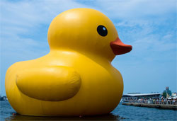 That duck has reached Taiwan
