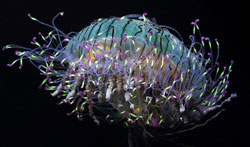 Diana Kupke finds a jellyfish which looks like a hat made from flowers