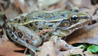 Diana Kupke loves the Atlantic Coast leopard frog