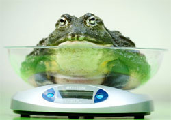 A toad sitting, for some reason, on scales