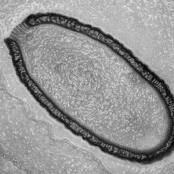 30,000 year old giant virus