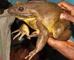 Huge Goliath frog.