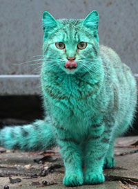 Diana Kupke presents a gorgeous green cat