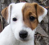 Jack Russell dog