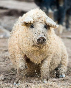 Mangalica domestic pig