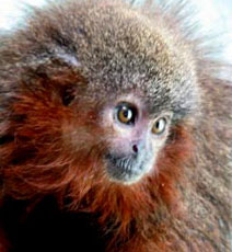 Newly discovered monkey purrs like a cat